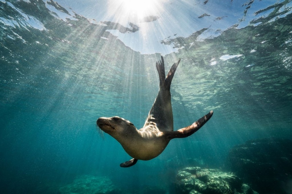 Hout Bay harbour and mountains